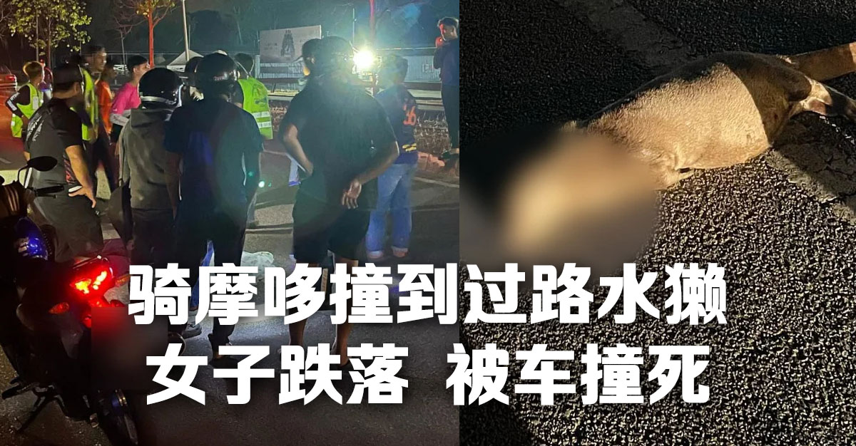 骑摩哆撞到过路水獭 女子跌落 被车撞死